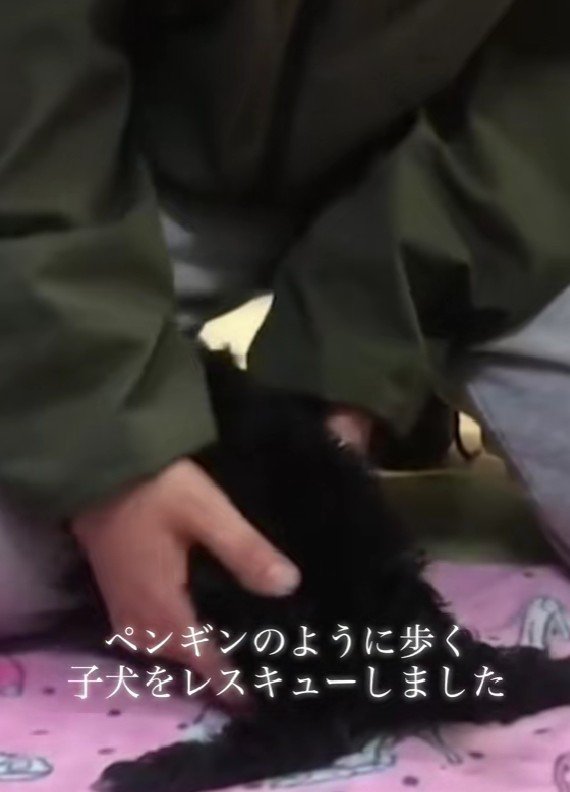 保護したわんこは…