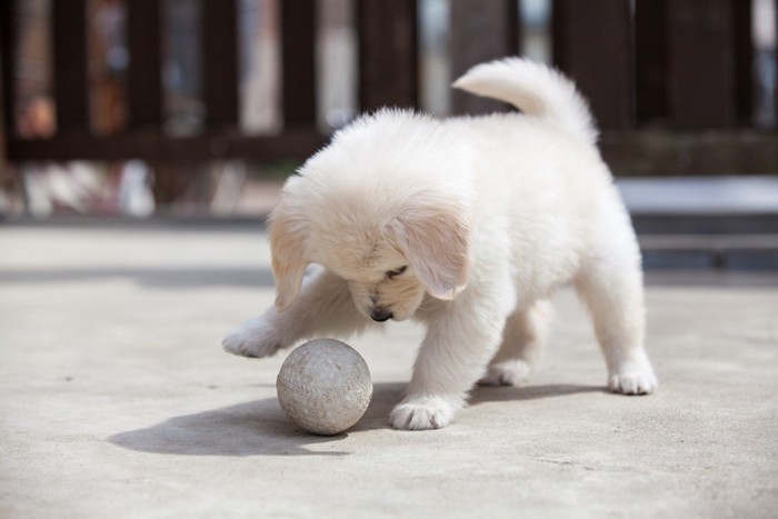 ボール遊びをする子犬