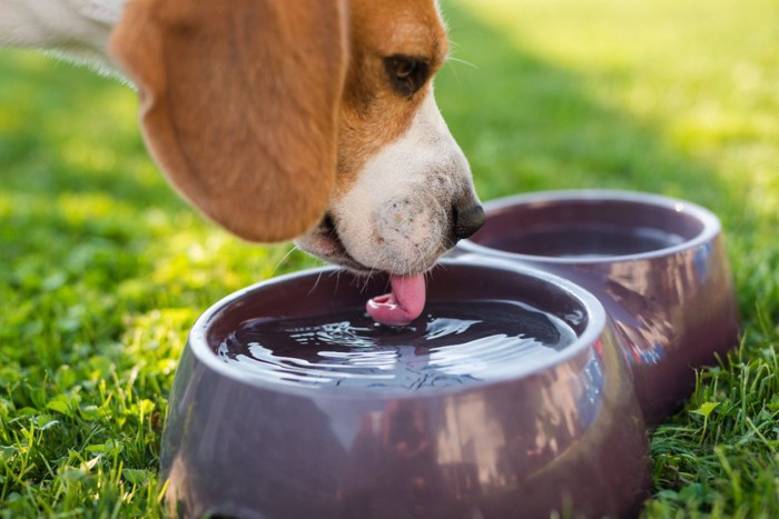 水を飲むビーグル