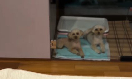 一緒にトイレシートの上に移動！
