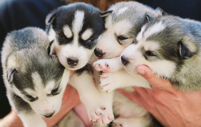 人の手に抱えられている4匹の子犬