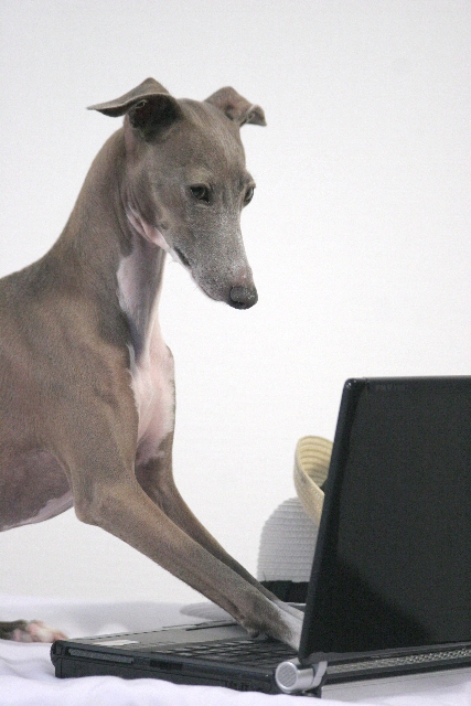 犬とPC