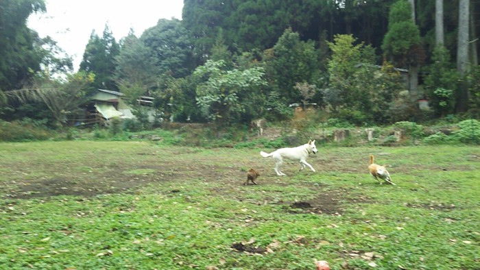 ランを走るペコとちゃこと猫