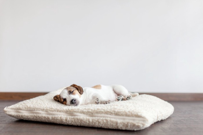 ベッドの上でお昼寝する犬