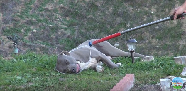 倒れた犬にワイヤの輪をかける