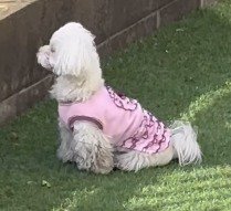 庭で佇む犬