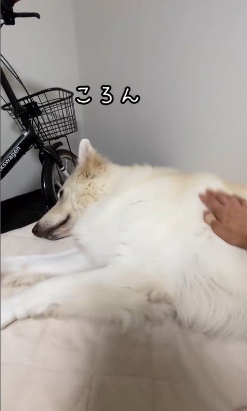 ママさんに甘えるれお君8