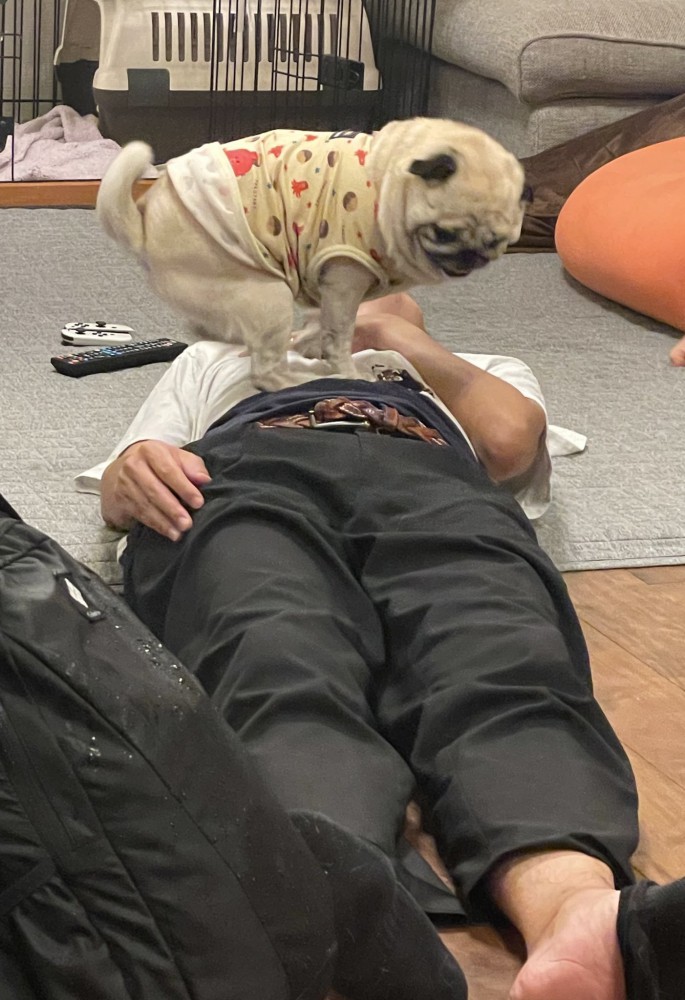 パグ