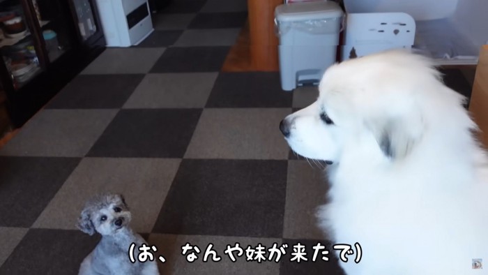 愛犬たちにお披露目してみると…