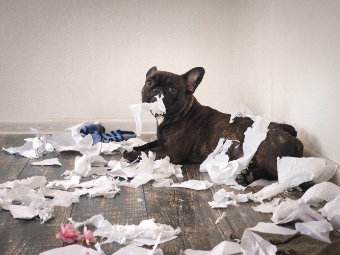 散らかしている犬の写真