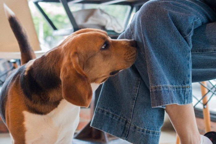 飼い主さんの足元を嗅ぐ犬