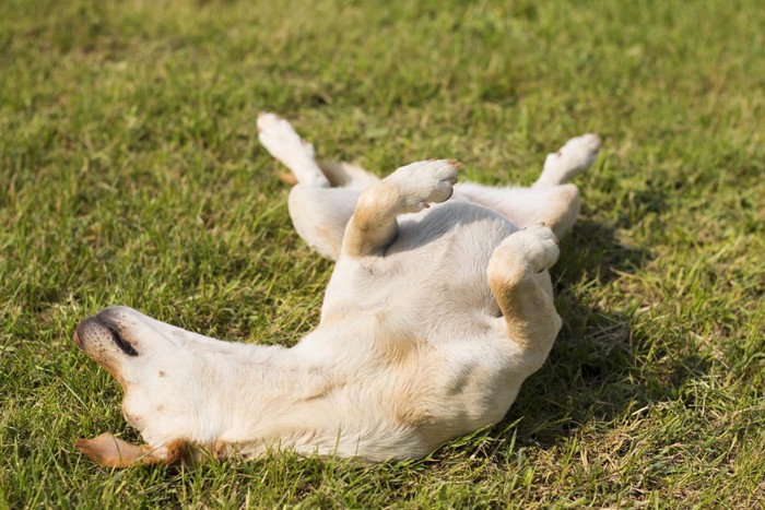 お腹を見せて寝る犬