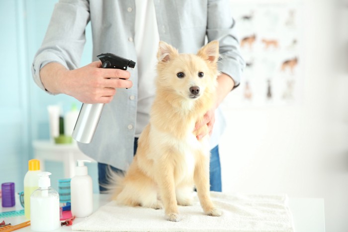 毛に保湿スプレーを吹きかけられている犬