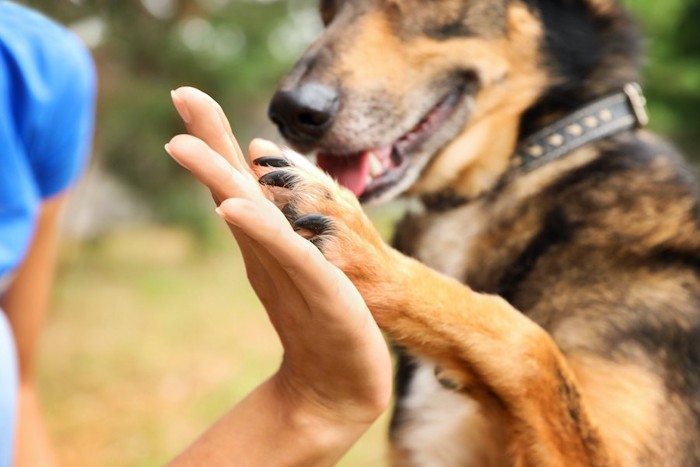 飼い主とハイタッチをする犬