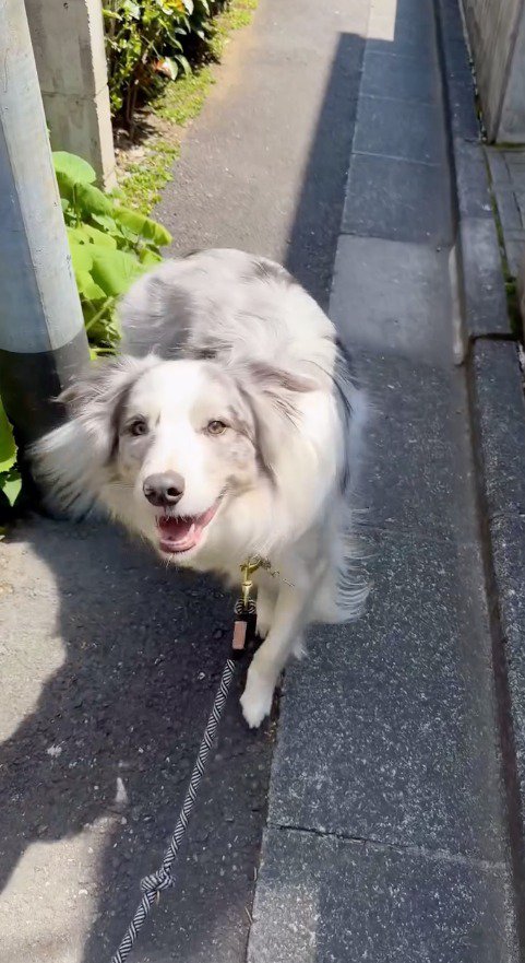 飼い主の後ろに隠れる犬