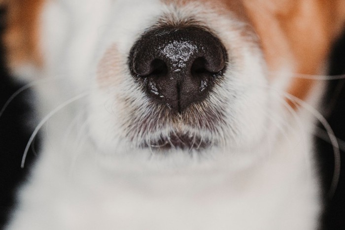 犬の鼻先のクローズアップ