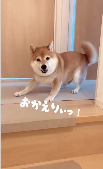 お出迎えする柴犬