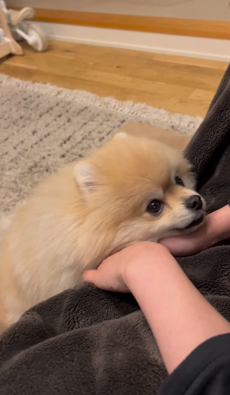 飼い主さんの手にアゴをチョン