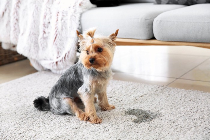 絨毯におしっこをして外方を向く犬