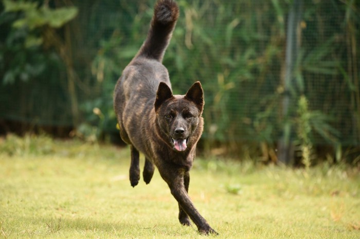 草むらの上を駆ける甲斐犬
