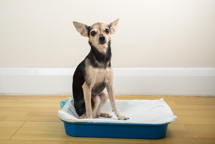 トイレの中で座っている犬