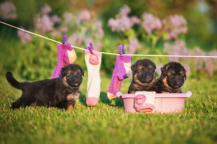 靴下を干す犬