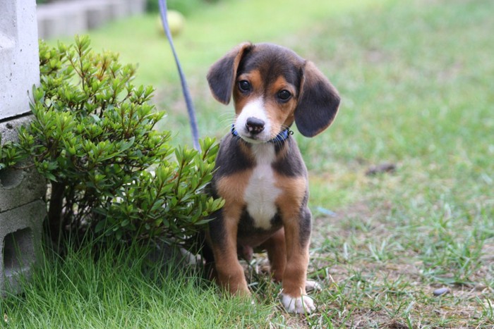 物陰でオスワリしている犬