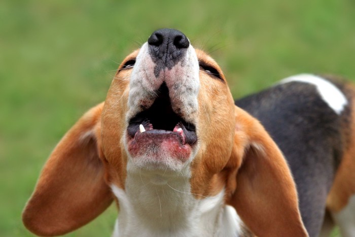 吠えてる犬の写真