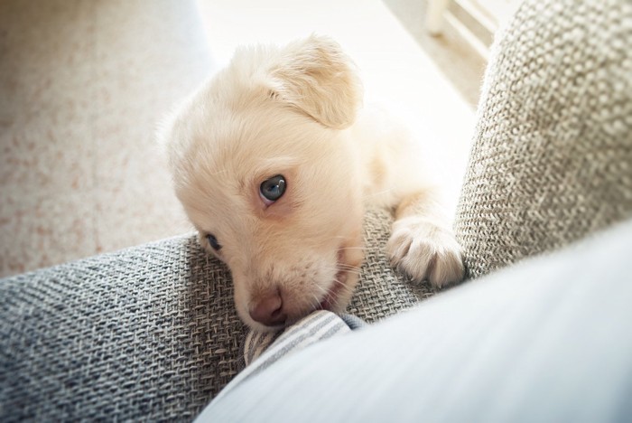 甘える垂れ耳の子犬