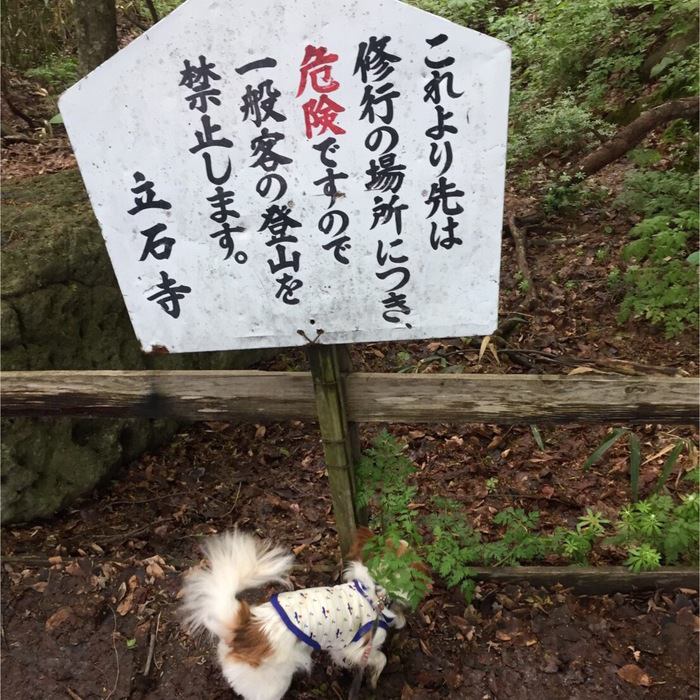 立て看板と犬