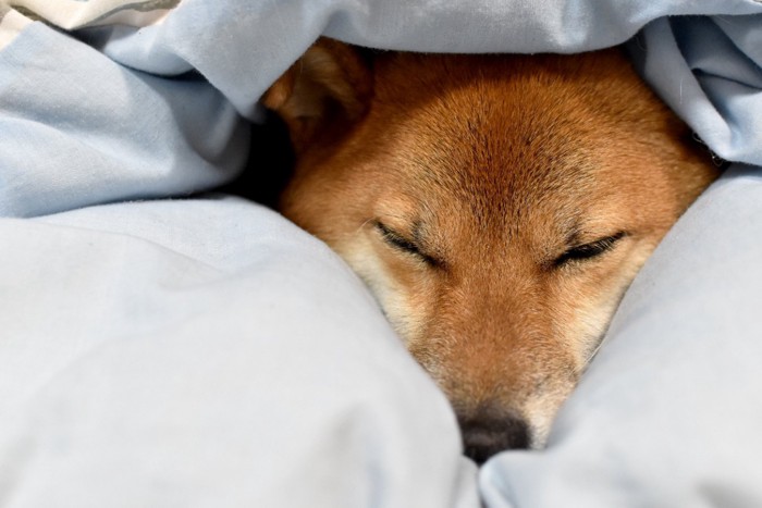 布団に埋もれて寝ている犬