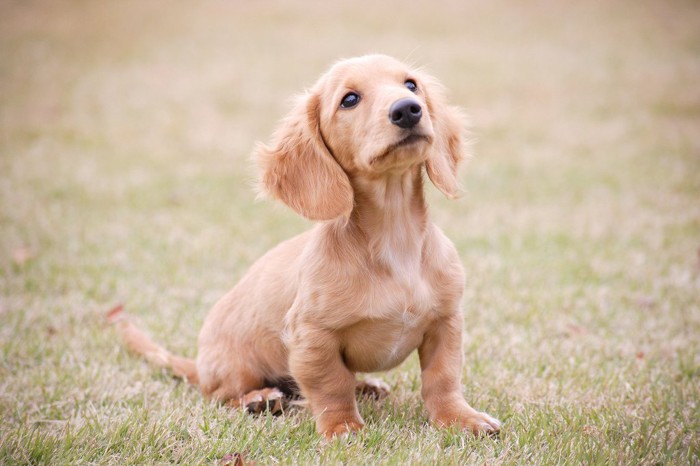 野原にいるミニチュアダックスの子犬