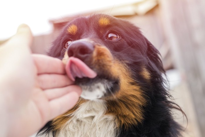 人の手を舐めて見つめる犬