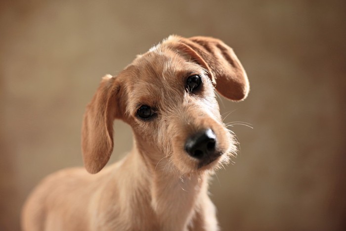 首を傾げる犬