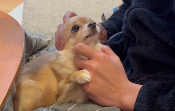 あざとい