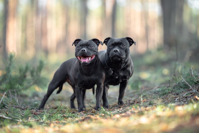 寄り添いあって立つ2頭のスタッフォードシャー・ブル・テリア