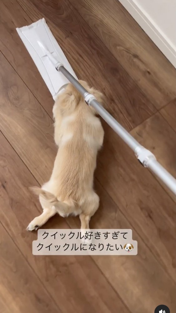 お掃除ワイパーと犬