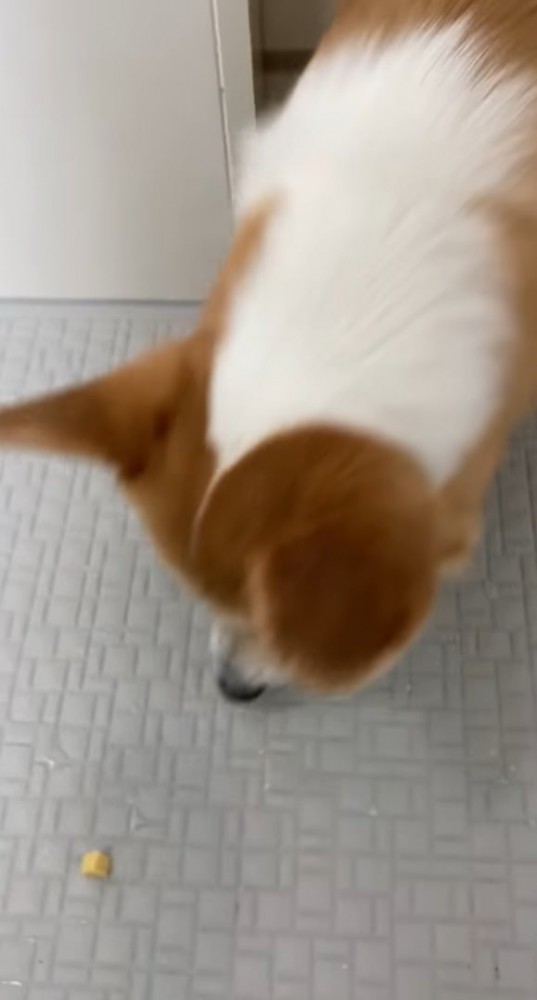 チーズを見る犬