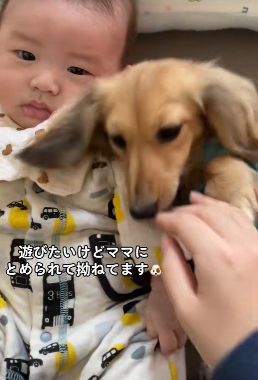 赤ちゃんと遊びたいサニーちゃん4