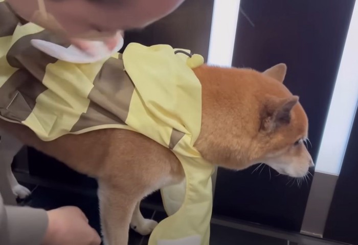 カッパを着せてもらう犬