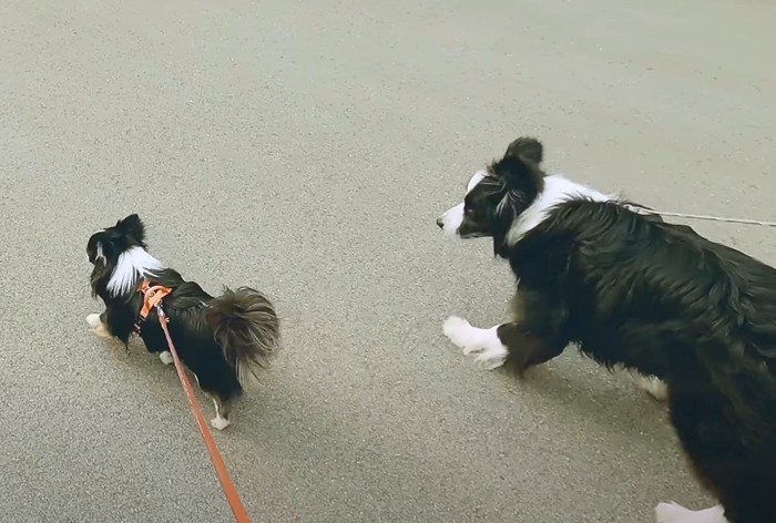 道路を歩く2頭の犬