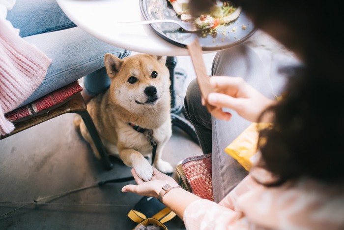 カフェ、足元に座ってお手をする柴犬