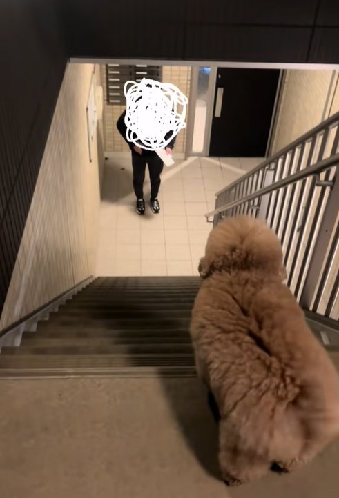 飼い主を待つ小型犬