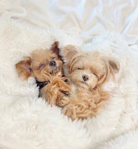 お友達と寄り添ってお昼寝♡