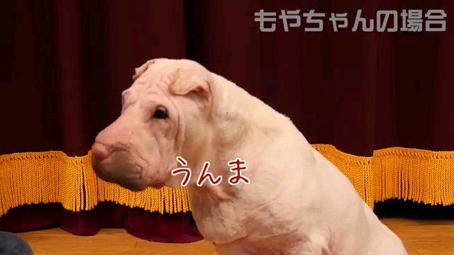 うんま～字幕