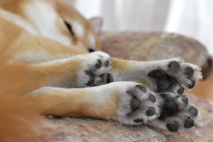 寝ている柴犬の足の裏