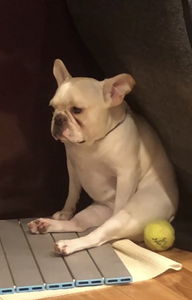 遠くを見つめる犬