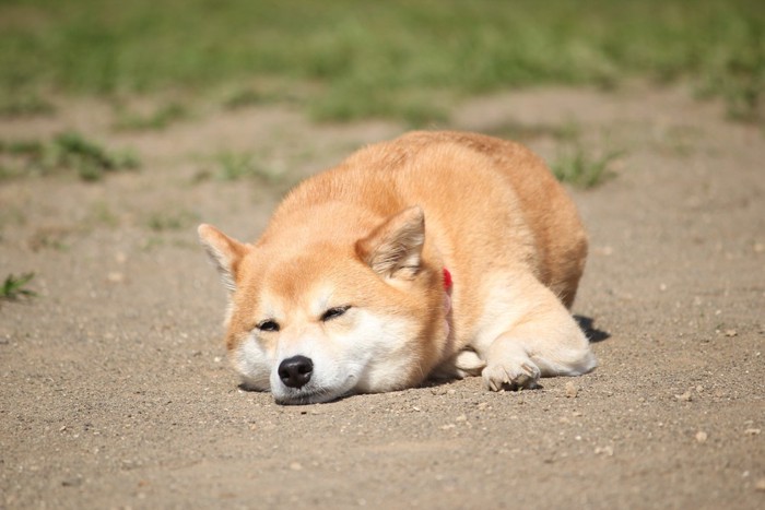 太陽の下で寝る柴犬