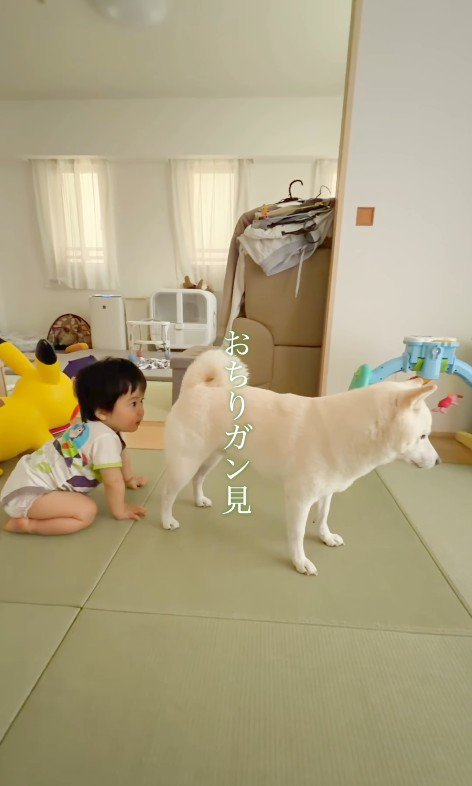 おまめちゃんと赤ちゃん9