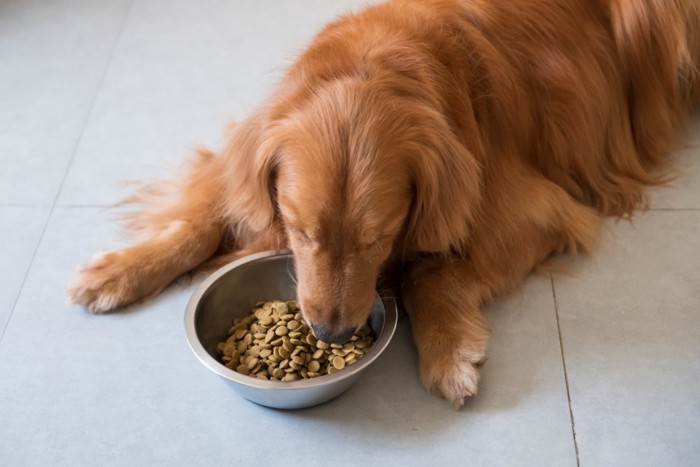 地面にうつ伏せになって食べる犬